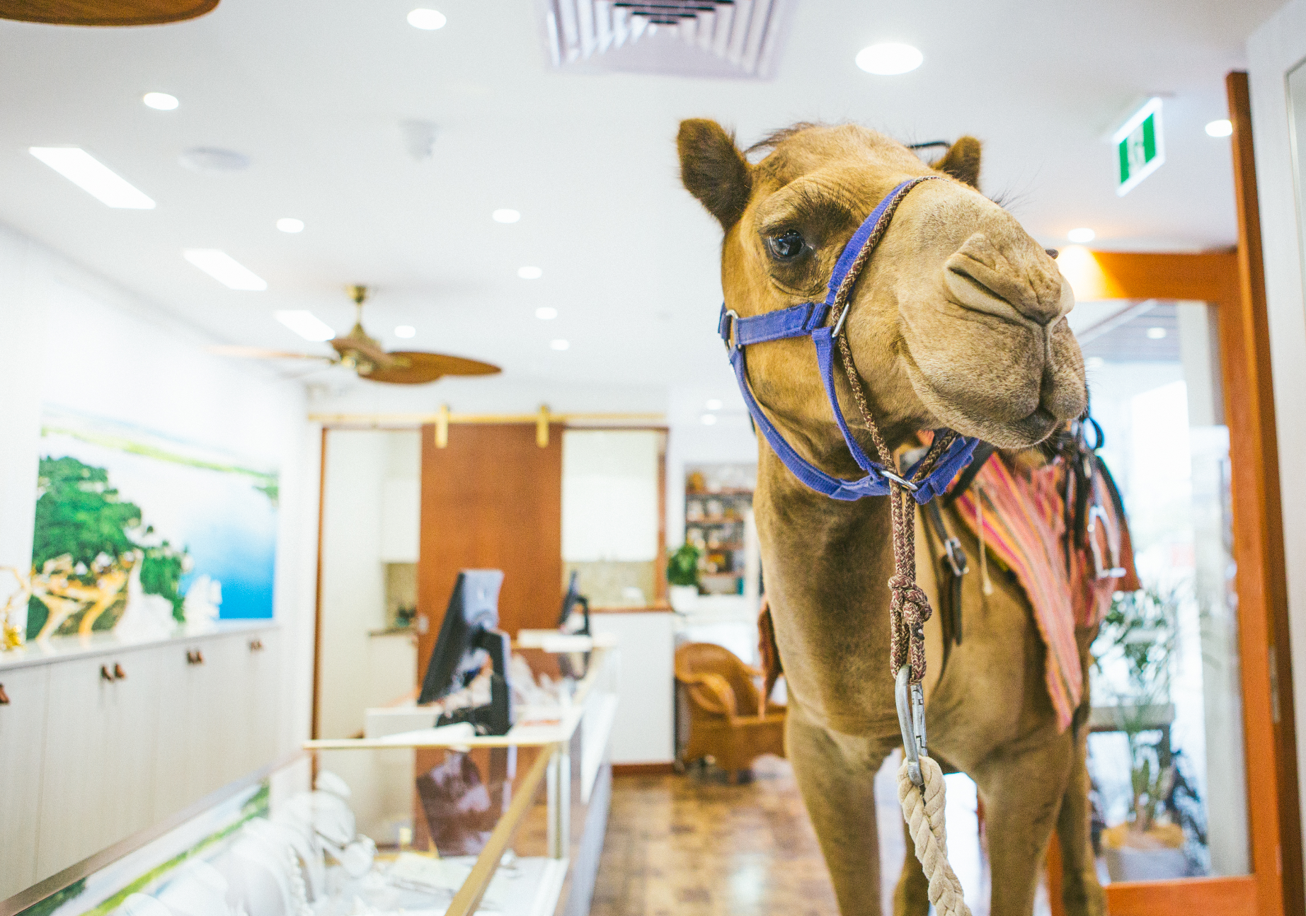 Willie Creek Pearls and Camel West Introduce New Tour