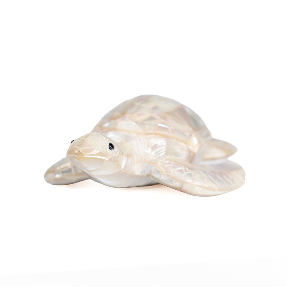 White Mother of Pearl Turtle close up