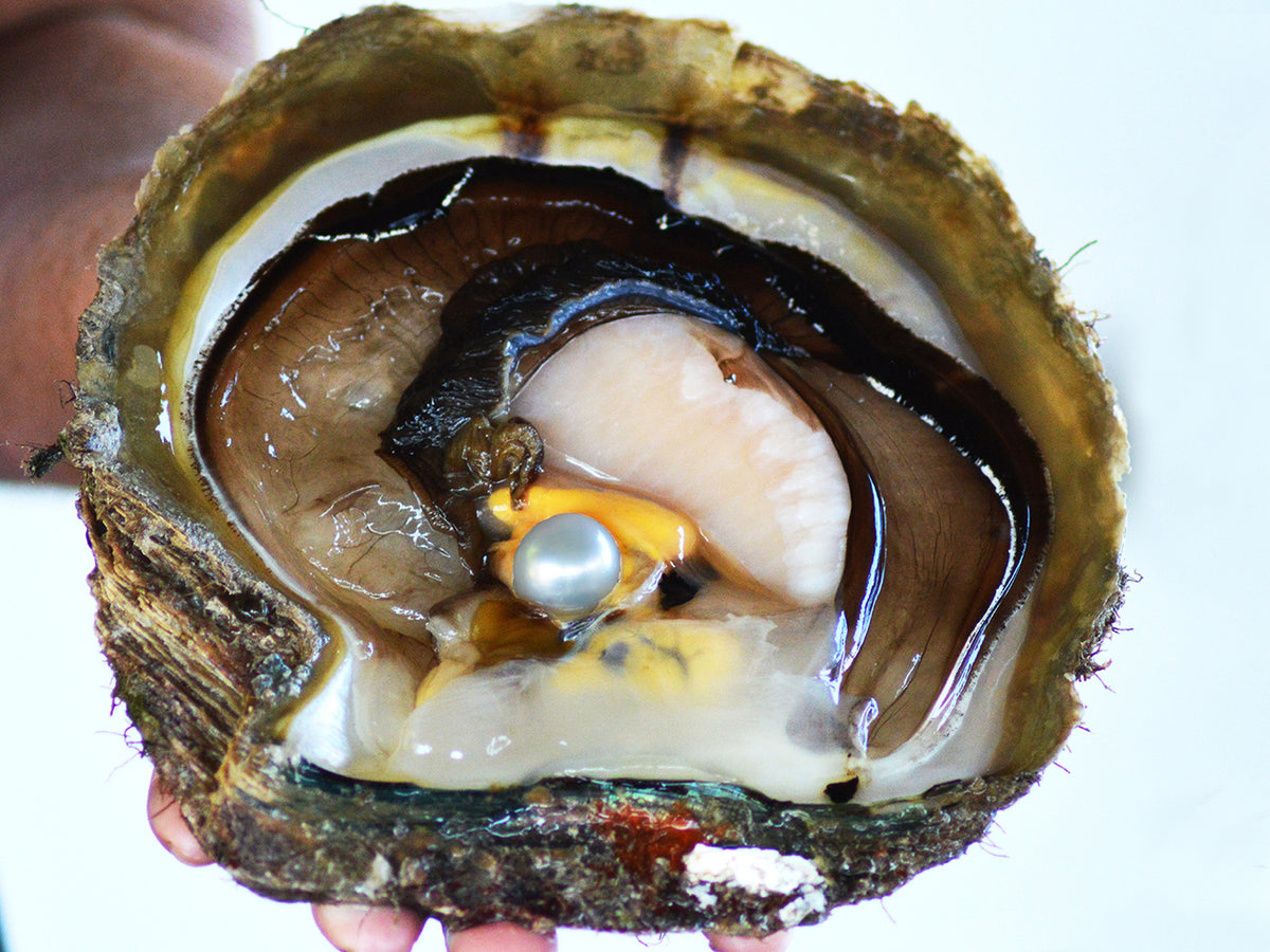 Pearling Process Discover Pearling Tour | Broome Tours | Willie Creek Pearls